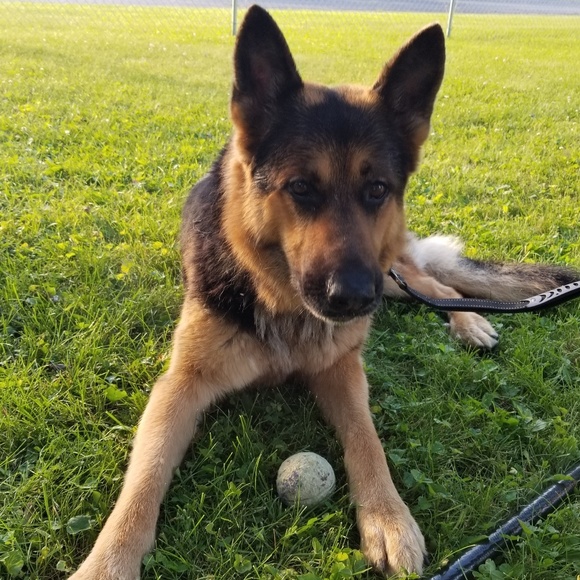 Meet your Posher, Stacie - Picture 1 of 1